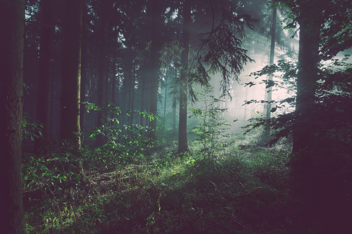 Forest Bathing: The Science of Trees Healing You