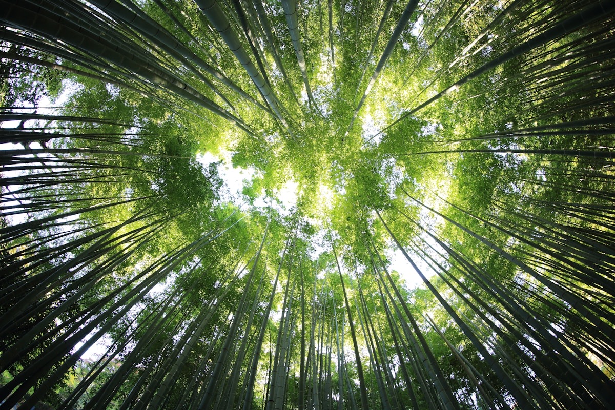 The Primeval Forest Inside Europe