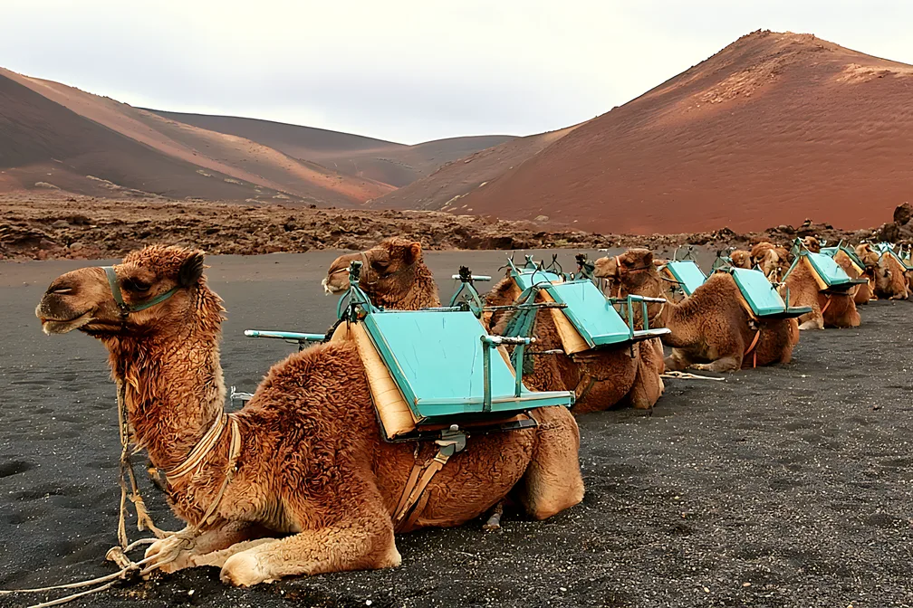 Tours & Activities in Lanzarote