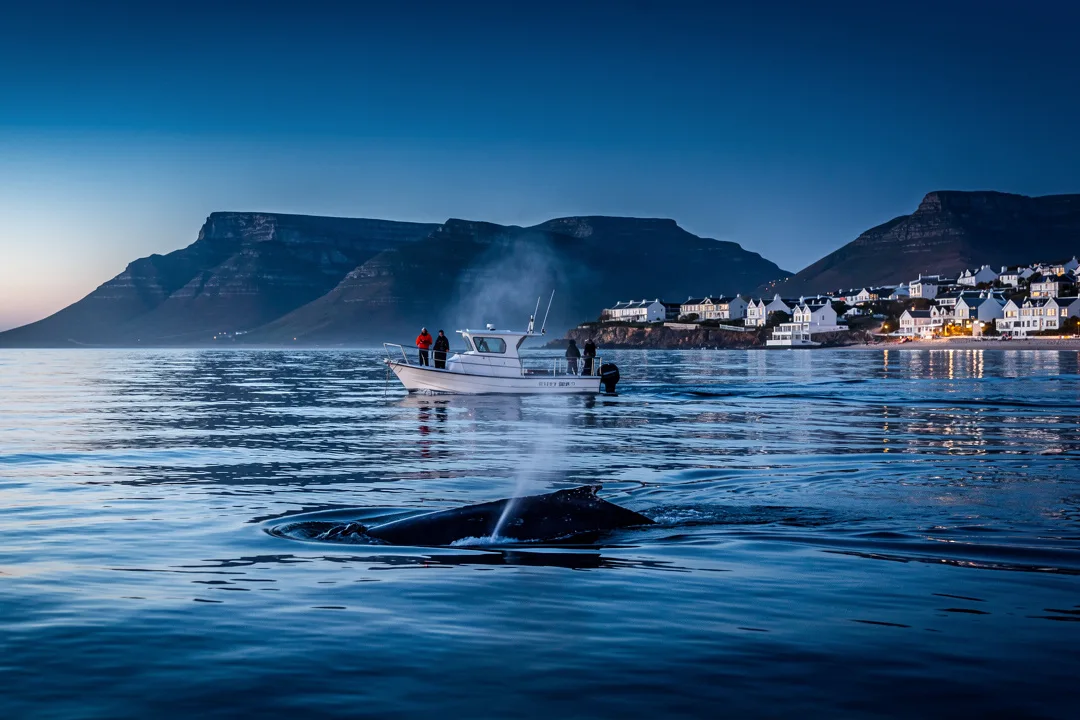 Tours & Activities in Hermanus