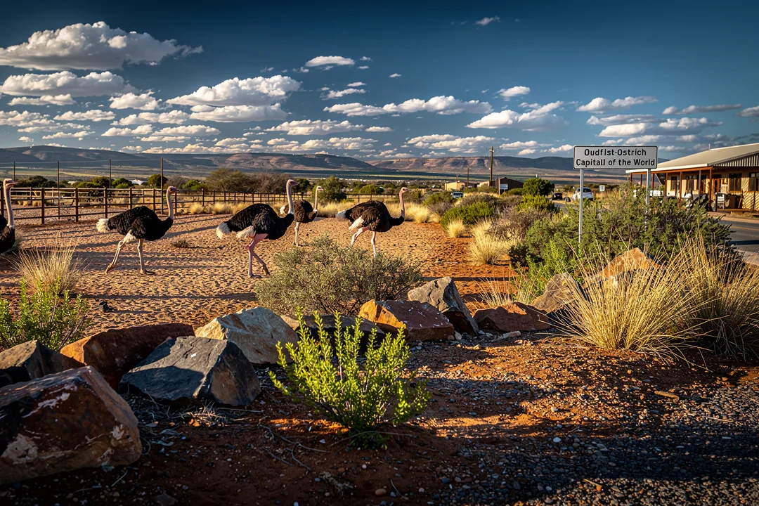 Tours & Activities in Oudtshoorn