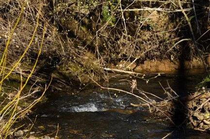 Tours & Activities in Coffee Creek