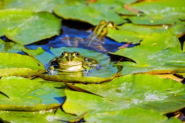 Tours & Activities in Carrville Pond