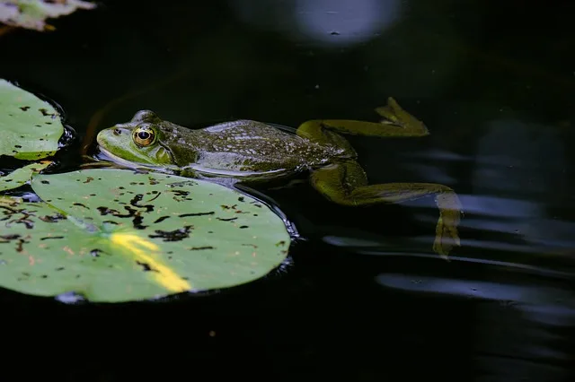 Tours & Activities in Carrville Pond