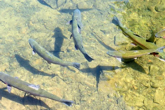 Tours & Activities in Trout Creek