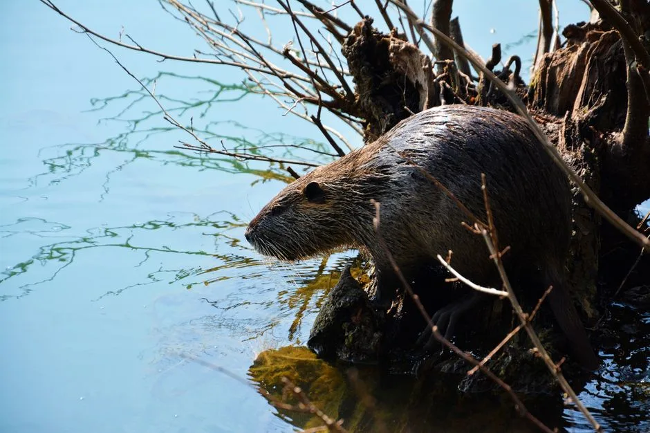 Tours & Activities in Beaver Lake