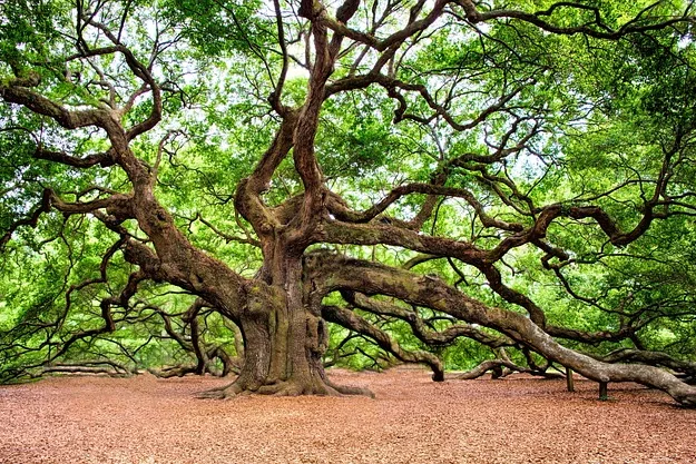 Tours & Activities in The Charleston Bump