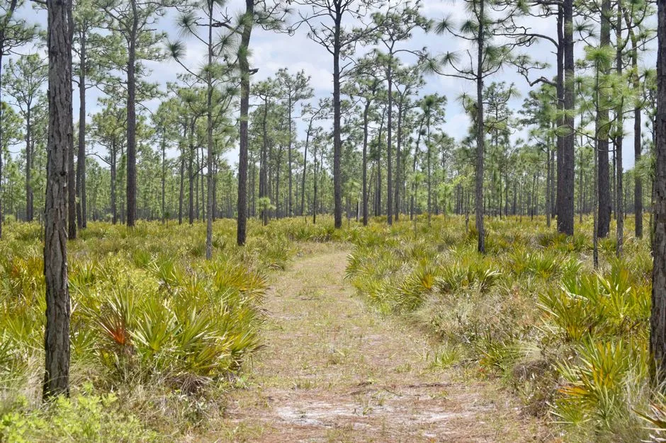 Tours & Activities in Florida Middle Grounds
