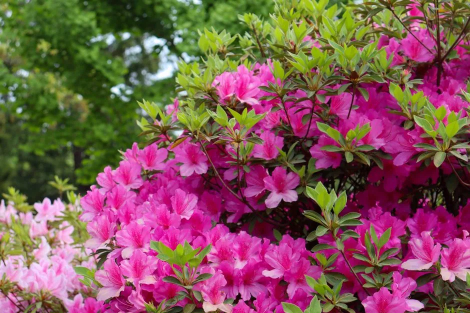 Tours & Activities in Azalea State Natural Reserve