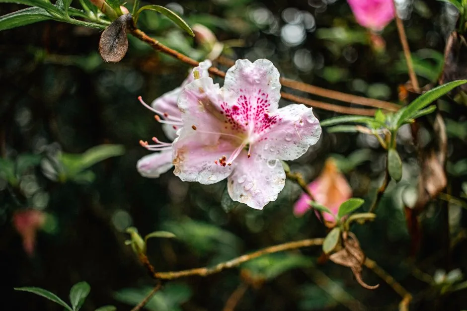 Tours & Activities in Azalea State Natural Reserve