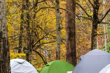 Tours & Activities in Yellow Jacket Campground