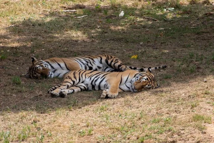 Tours & Activities in Above Tiger Wash Camp