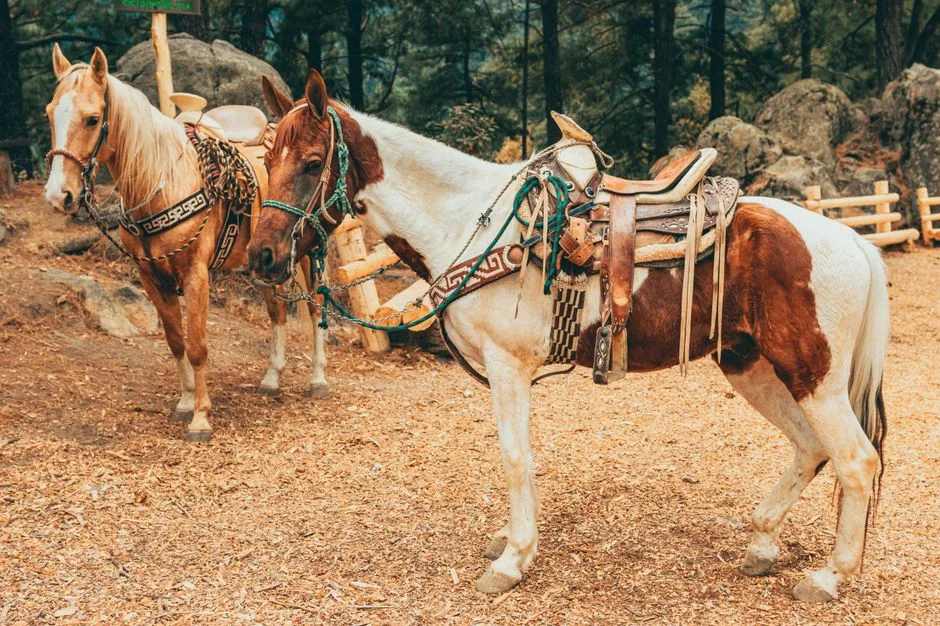 Tours & Activities in Upper Saddle Camp