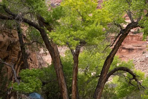 Tours & Activities in Tuweep Campground