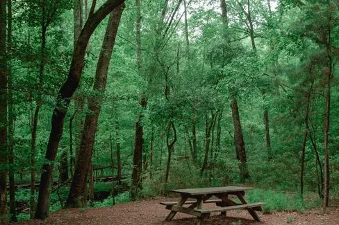 Tours & Activities in D. L. Bliss State Park
