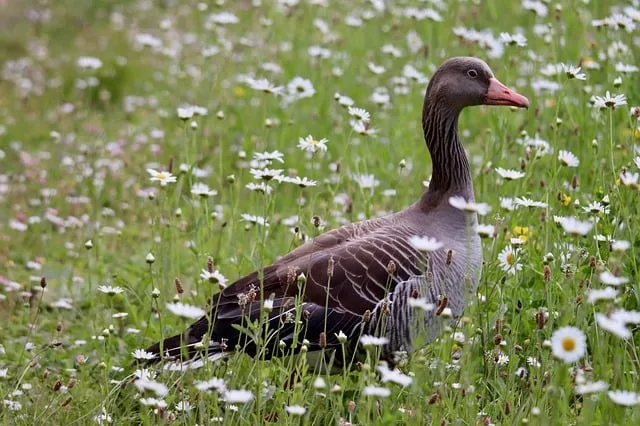 Tours & Activities in Goose Meadows