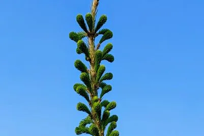 Tours & Activities in Red Fir