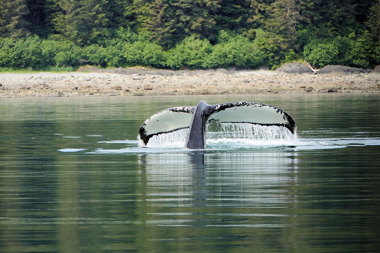 ALASKA DISCOVERER