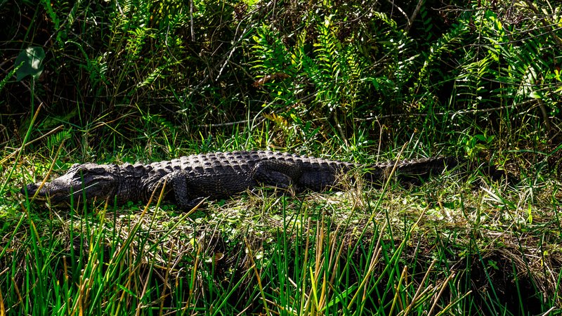 Everglades National Park