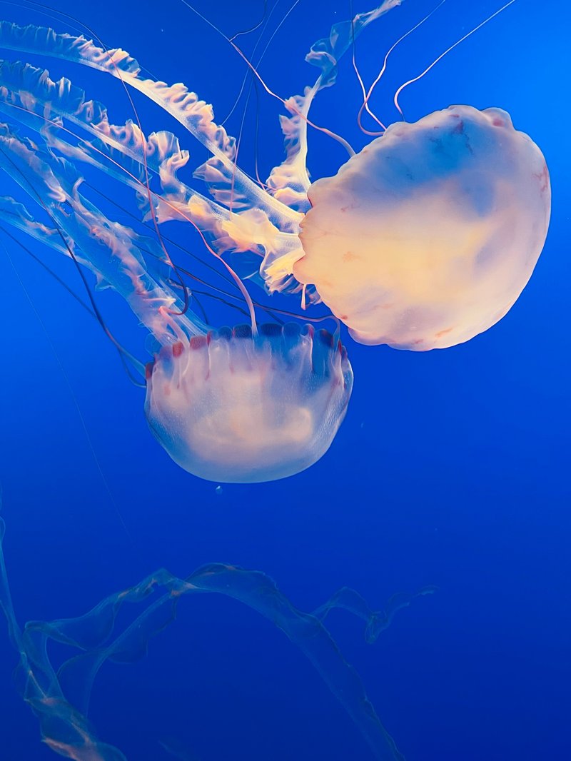 Monterey Bay Aquarium