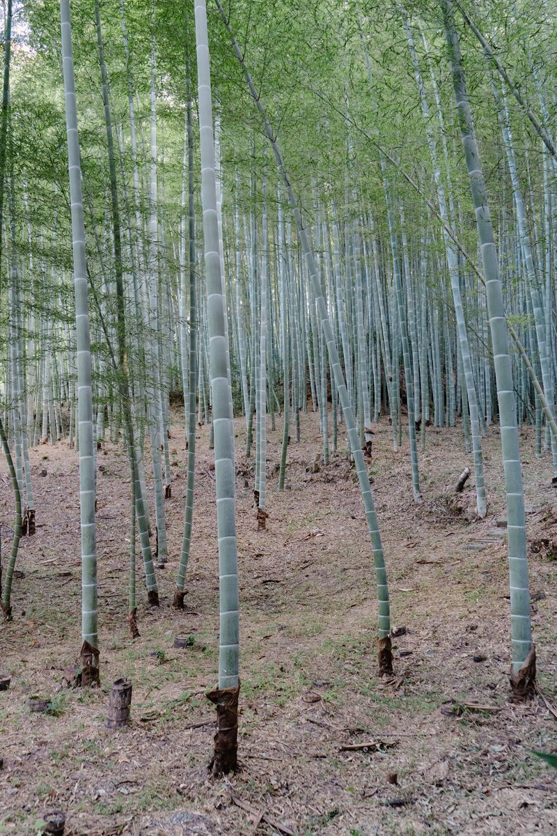 Near Arashiyama