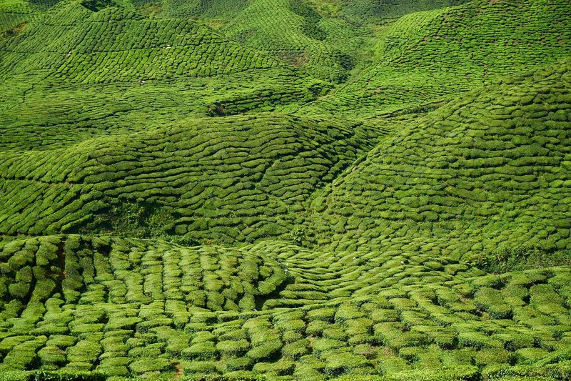 Local Farm or Tea Plantation