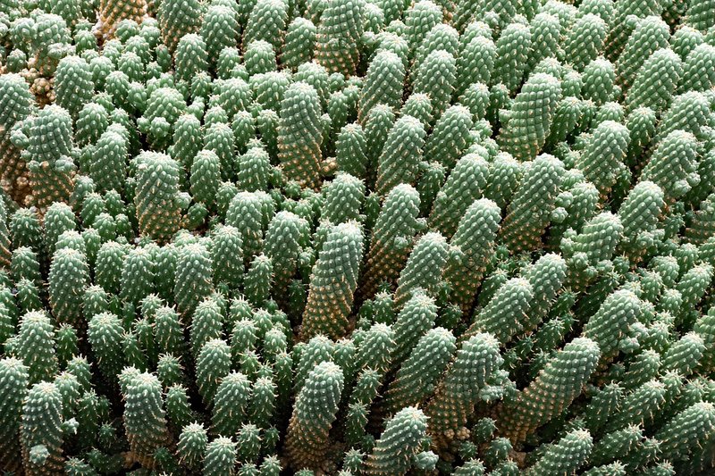 Jardín de Cactus