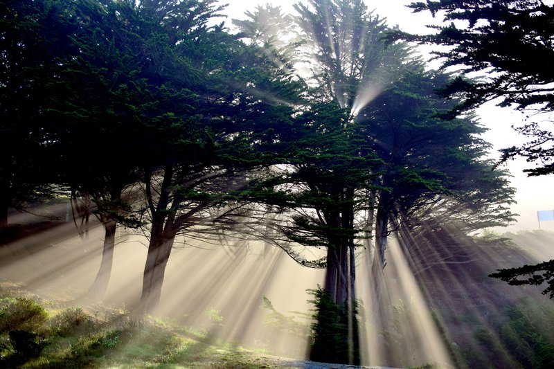 Redwood Forests
