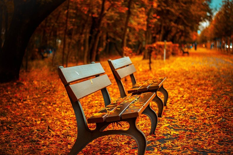 Beach or park bench