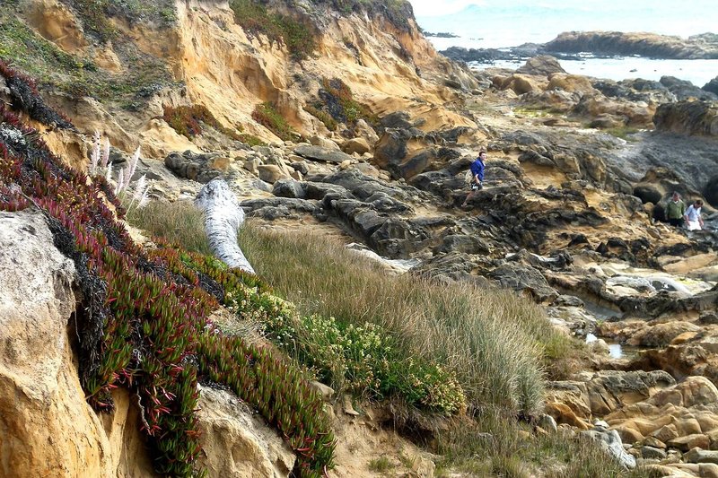 Bean Hollow State Beach