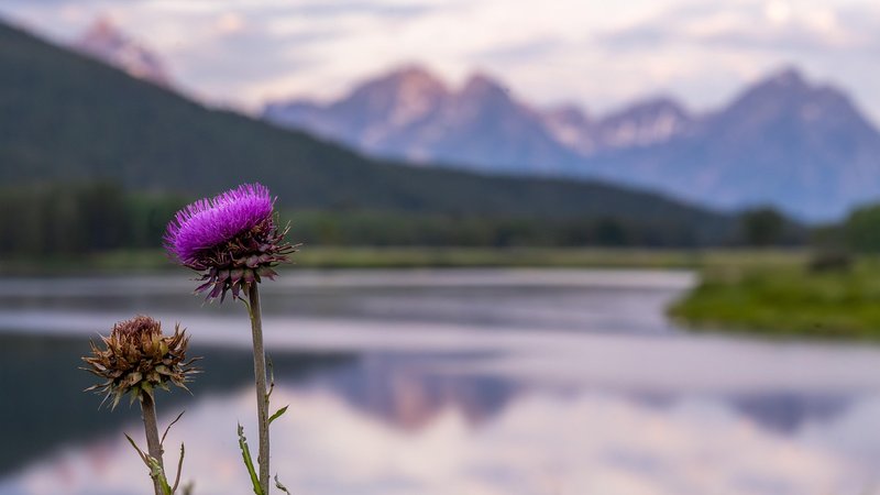 Oxbow Bend, Grand Teton National Park