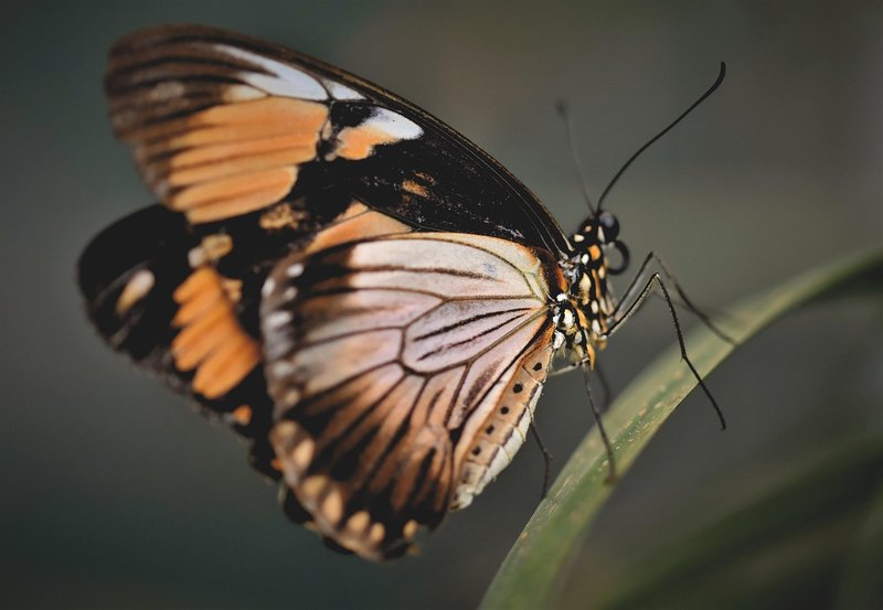 Tropical Butterfly Garden