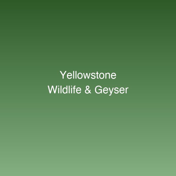 Yellowstone Wildlife & Geyser Day Tour